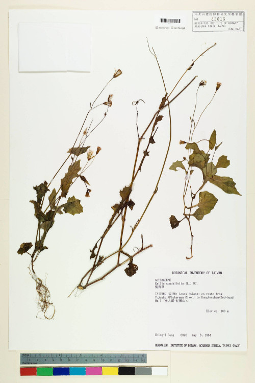 Emilia sonchifolia (L.) DC._標本_BRCM 5206
