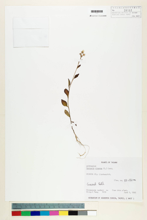 Vernonia cinerea (L.) Less._標本_BRCM 5083