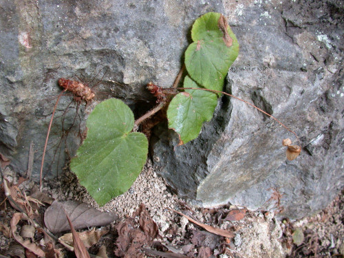 鹿寨秋海棠 (Begonia luzhaiensis T.C.Ku)
