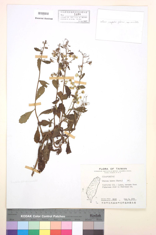 Blumea lacera (Burm. f.) DC._標本_BRCM 3755