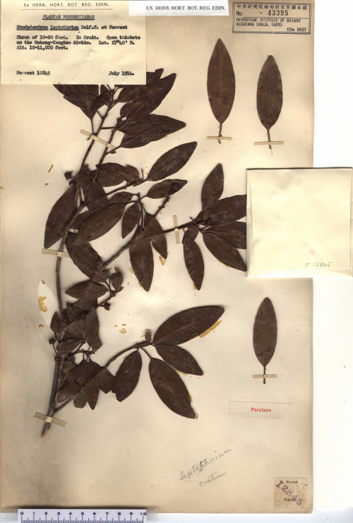 Rhododendron leptothrium標本_BRCM 172
