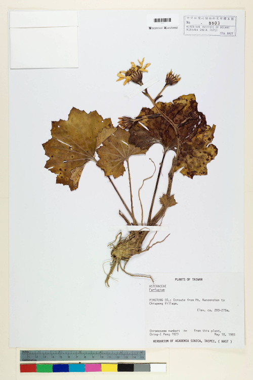 Farfugium japonicum var. formosanum (Hayata) Kitam._標本_BRCM 6657