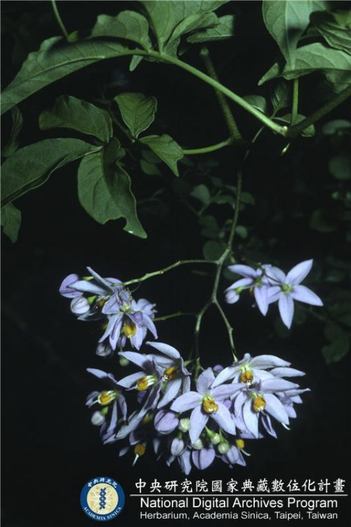 Solanum seaforthianum Andrews_BRCM 6072