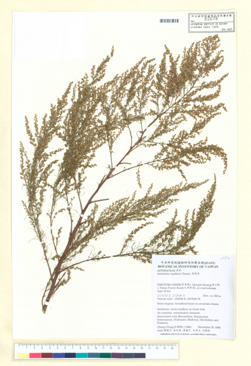 Artemisia capillaris Thunb._標本_BRCM 7545