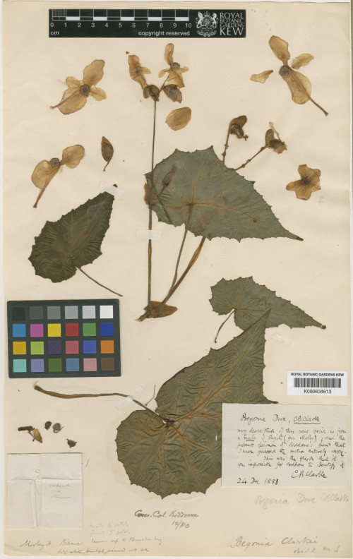 Begonia dux標本_BRCM 8742