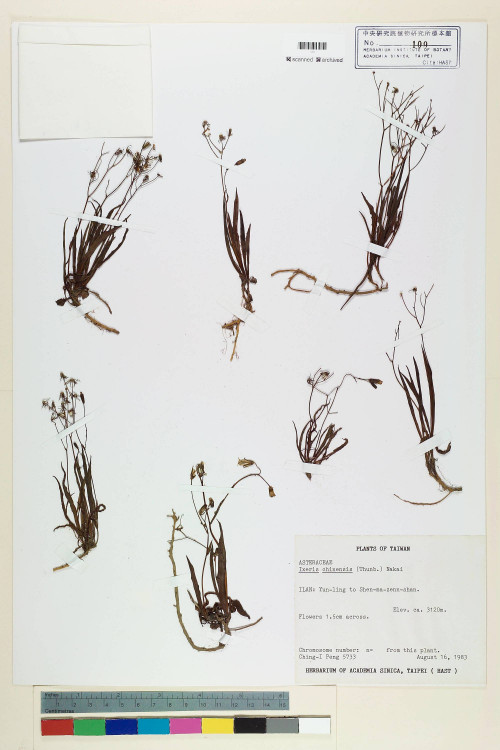 Ixeris chinensis (Thunb.) Nakai_標本_BRCM 6428