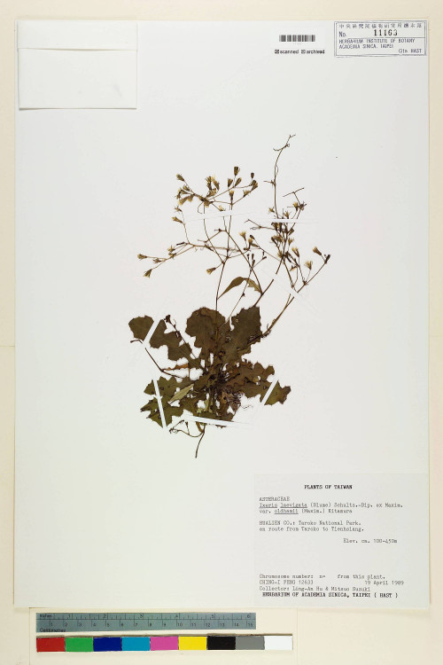 Ixeris laevigata (Blume) Schultz-Bip. ex Maxim var. oldhami (Maxim.) Kitam._標本_BRCM 7237