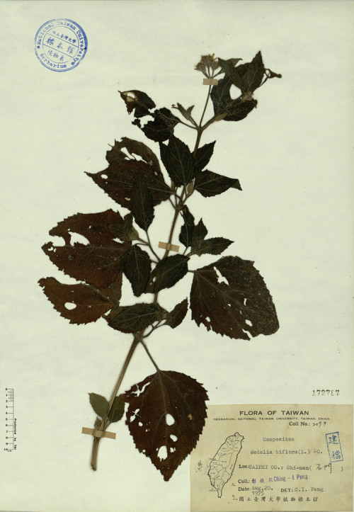 Wedelia biflora (L.) DC._標本_BRCM 4337