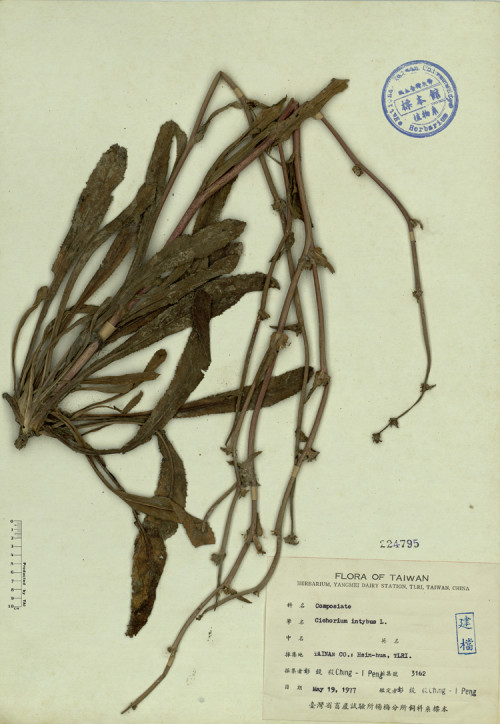 Cichorium intybus L._標本_BRCM 4671