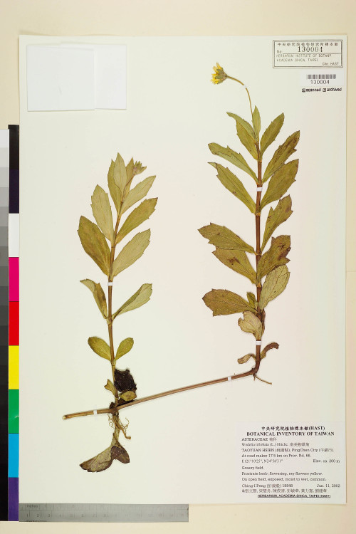 Wedelia trilobata (L.) Hitchc._標本_BRCM 7566