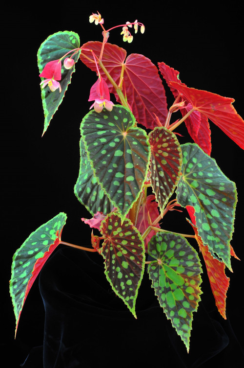 Begonia chlorosticta Sands