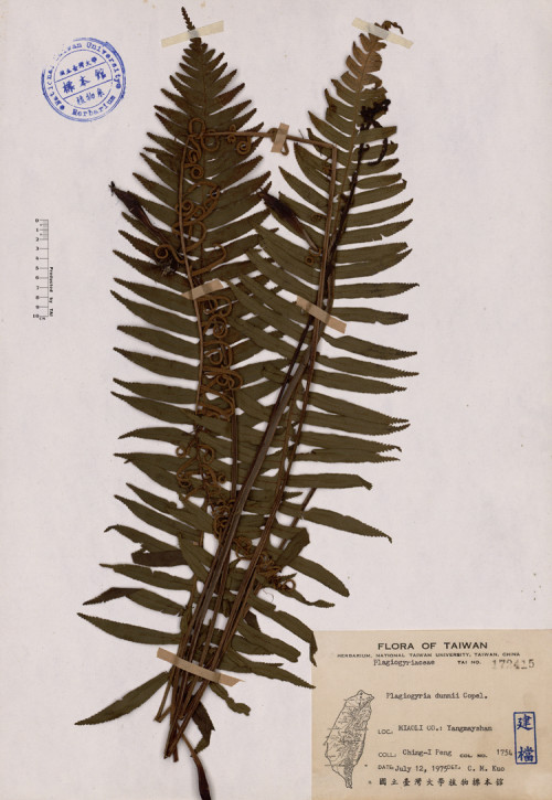 Plagiogyria dunnii Copel._標本_BRCM 4258