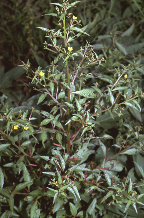 Ludwigia hyssopifolia_BRCM 3673