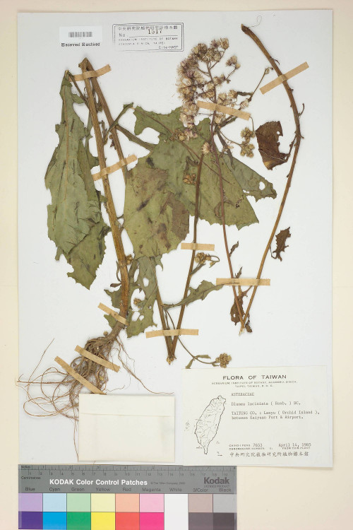 Blumea laciniata (Roxb.) DC._標本_BRCM 3785