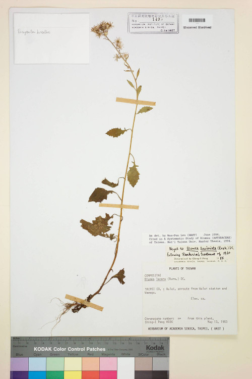 Blumea laciniata (Roxb.) DC._標本_BRCM 3730