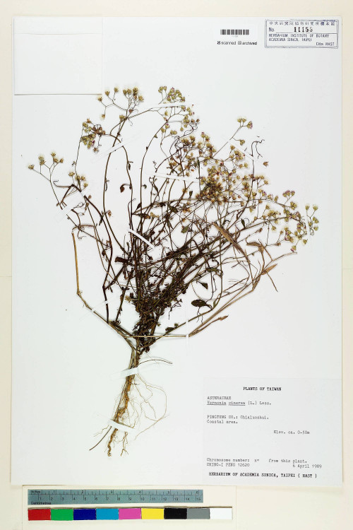 Vernonia cinerea (L.) Less._標本_BRCM 5141