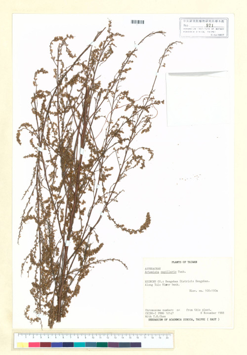 Artemisia capillaris Thunb._標本_BRCM 7179