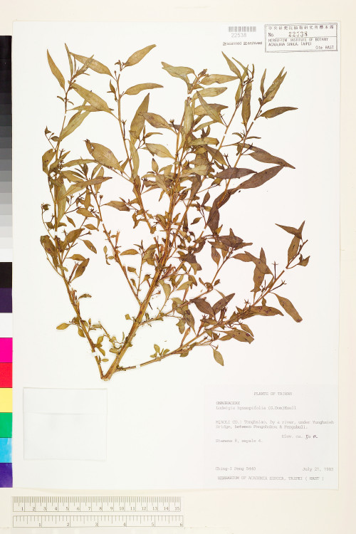 Ludwigia hyssopifolia (G. Don) Exell_標本_BRCM 3576