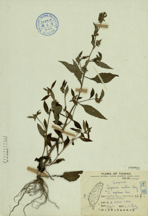 Carpesium acutum Hay. =C. nepalense Less._標本_BRCM 4292