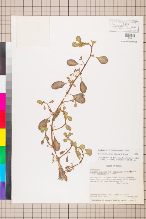 Ludwigia ×taiwanensis C.I Peng_標本_BRCM 3616