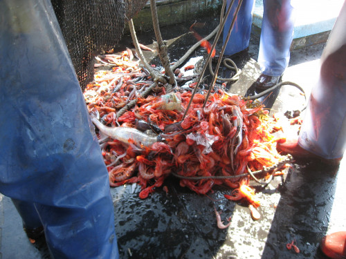 租用漁船在外海採集魚類標本—底拖網起網後，把網袋打開的漁獲物