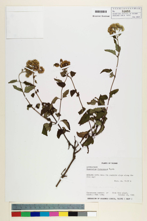 Eupatorium formosanum Hayata_標本_BRCM 5745