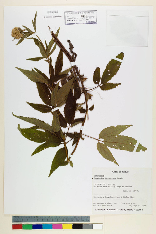 Eupatorium formosanum Hayata_標本_BRCM 5727