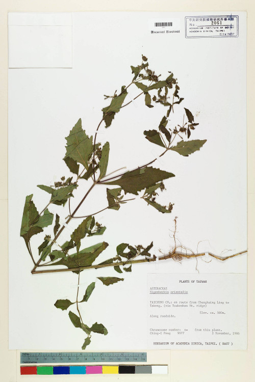 Sigesbeckia orientalis L._標本_BRCM 6883
