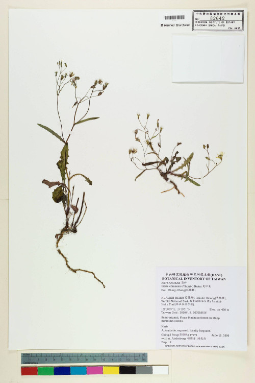 Ixeris chinensis (Thunb.) Nakai_標本_BRCM 7521