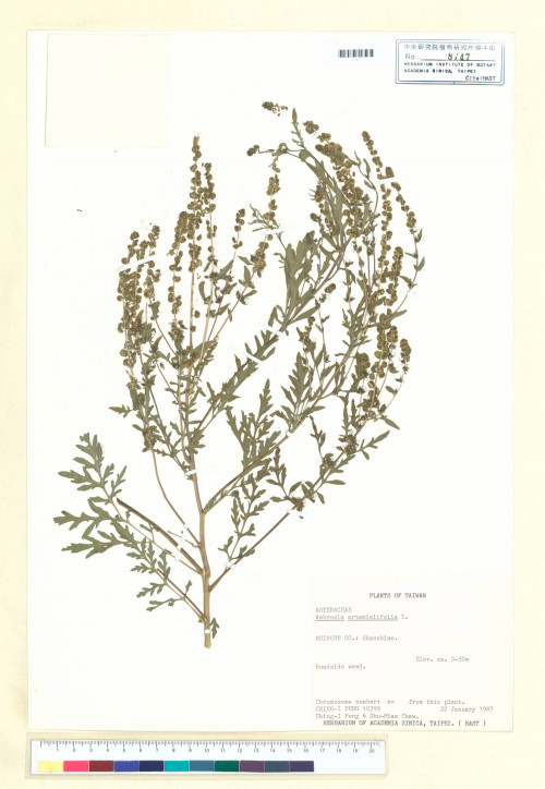 Ambrosia artemisiifolia L._標本_BRCM 5656