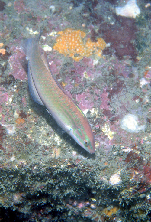 細棘海豬魚出沒於魚礁中