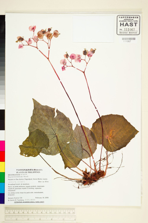 Begonia hernandioides標本_BRCM 1936