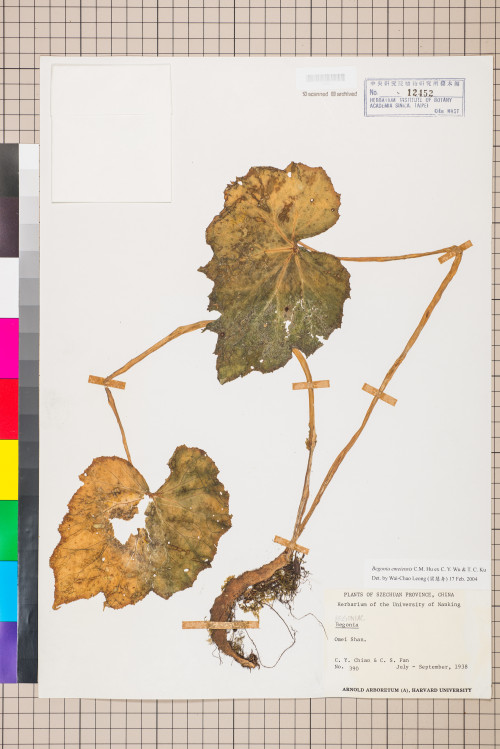 Begonia emeiensis標本_BRCM 948