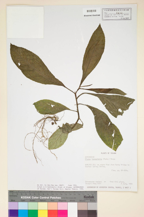 Blumea lanceolaria (Roxb.) Druce_標本_BRCM 4814