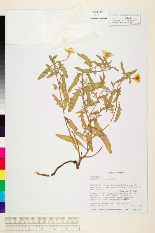 Oenothera laciniata J. Hill_標本_BRCM 5990