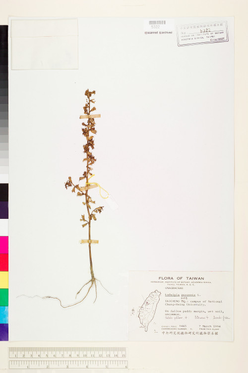 Ludwigia perennis L._標本_BRCM 3587