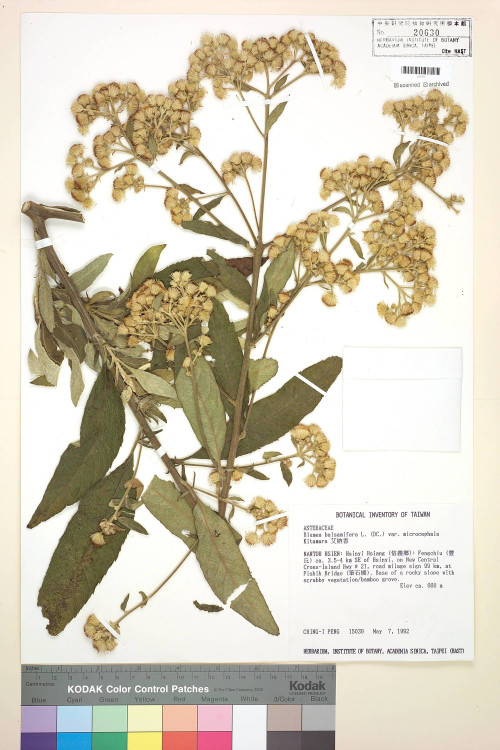 Blumea balsamifera L. (DC.) var. microcephala Kitam._標本_BRCM 4938