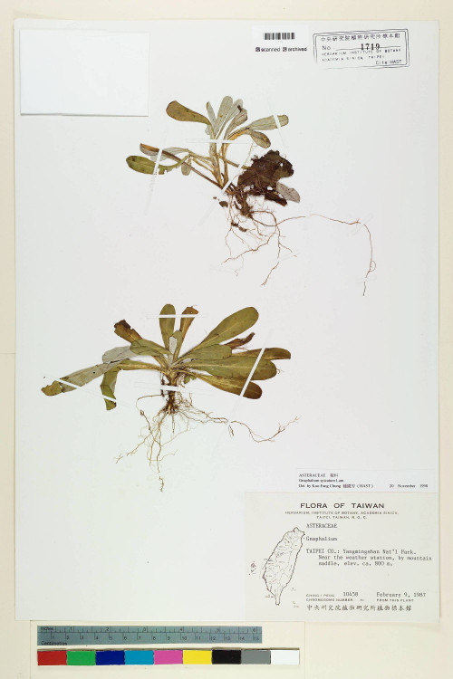 Gnaphalium spicatum Lam._標本_BRCM 5575