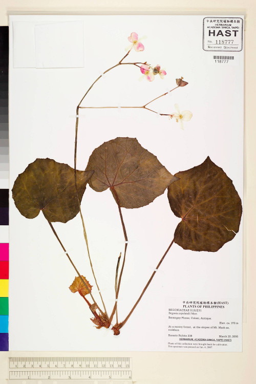Begonia copelandii標本_BRCM 2232