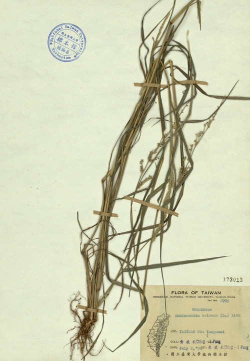 Echinochloa colonum (L.) Link_標本_BRCM 4444