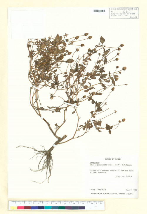 Acmella paniculata (Wall. ex DC.) R. K. Jansen_標本_BRCM 4994