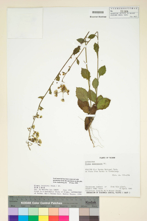 Blumea laciniata (Roxb.) DC._標本_BRCM 4917
