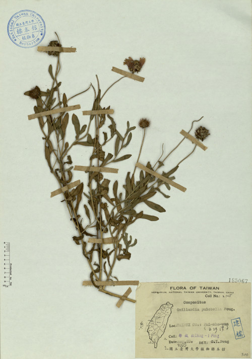 Gaillardia pulchella Foug._標本_BRCM 4546