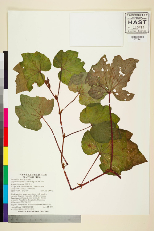 Begonia malipoensis標本_BRCM 2095