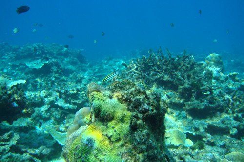 南沙太平島潛水攝影