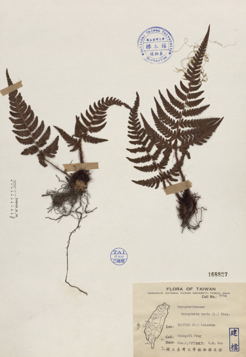 Dryopteris varia (L.) Ktze._標本_BRCM 4041