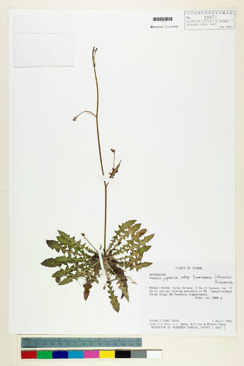 Youngia japonica (L.) DC. subsp. monticola Koh Nakam. & C.I Peng_標本_BRCM 5510