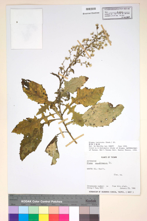 Blumea laciniata (Roxb.) DC._標本_BRCM 4812
