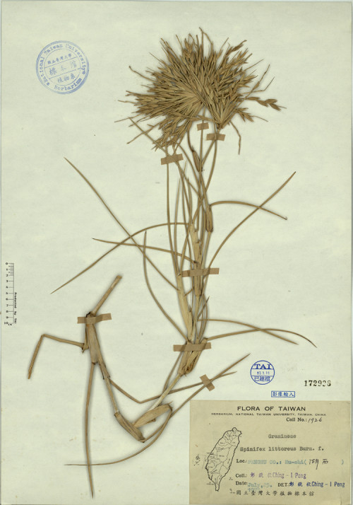 Spinifex littoreus Burm. f._標本_BRCM 4421
