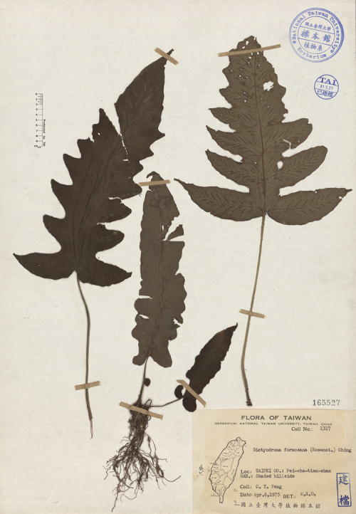 Dictyodroma formosana (Rosenst.) Ching_標本_BRCM 3811